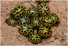Calligrapha polyspila