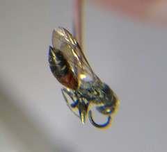 Sapyga quinquepunctata