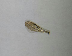 Sapyga quinquepunctata