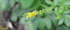 Agrimonia pilosa