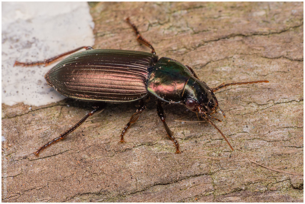 Notiobia