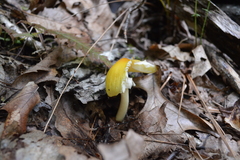 Amanita arkansana