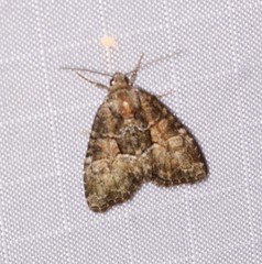 Neoligia subjuncta