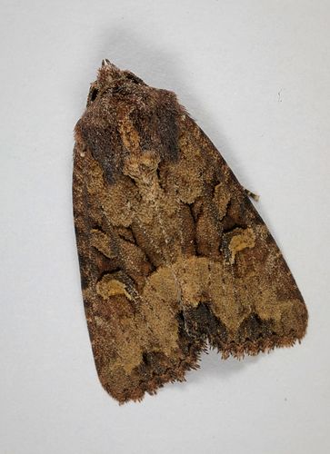 Common rustic