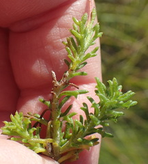Ursinia trifida