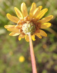 Ursinia trifida