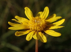 Ursinia trifida