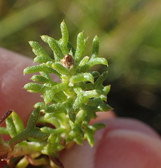 Ursinia trifida