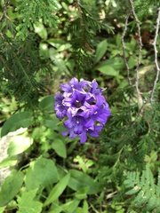 Campanula glomerata