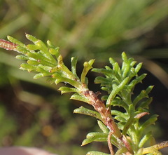 Ursinia trifida