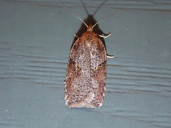Acleris maccana