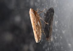 Mendozellus laredanus