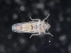 Mendozellus laredanus