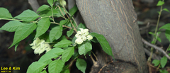Clerodendrum trichotomum