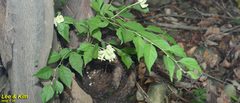 Clerodendrum trichotomum