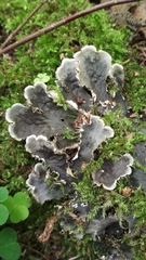 Peltigera canina