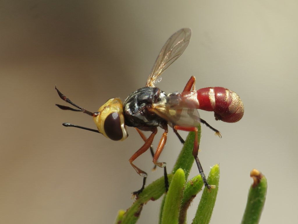 Conops flavifrons