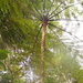 Cyathea delgadii - Photo no rights reserved, uploaded by Carlos Henrique Russi