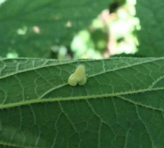 Celticecis pyriformis