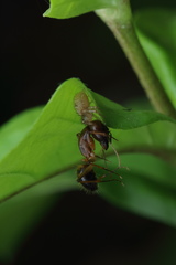 Indoxysticus minutus