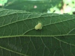 Celticecis pyriformis