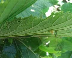 Celticecis pyriformis