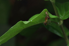 Indoxysticus minutus