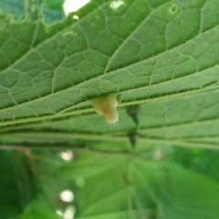 Celticecis pyriformis