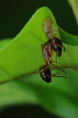 Indoxysticus minutus