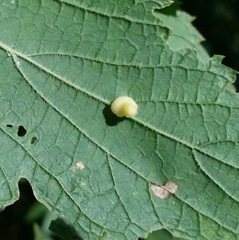 Celticecis pyriformis