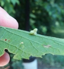 Celticecis pyriformis