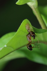 Indoxysticus minutus