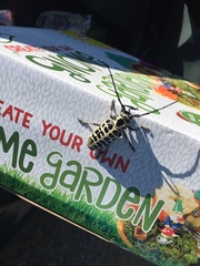 Plectrodera scalator