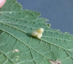 Celticecis pyriformis