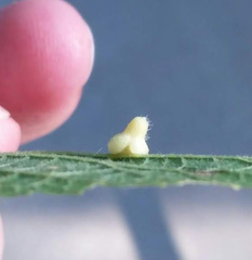 Celticecis pyriformis