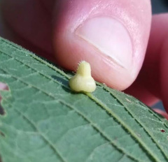 Celticecis pyriformis