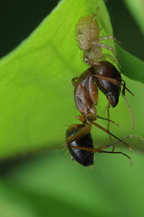 Indoxysticus minutus