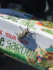 Plectrodera scalator