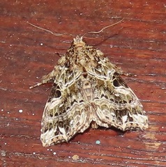 Callopistria yerburii