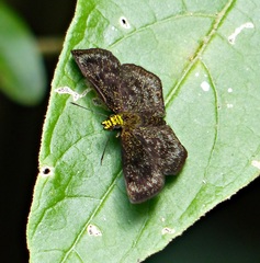 Staphylus chlorocephala