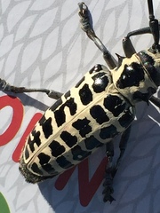 Plectrodera scalator