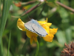 Cyaniris semiargus