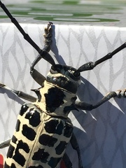 Plectrodera scalator