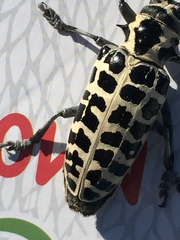 Plectrodera scalator