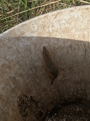 Oxymycterus rufus