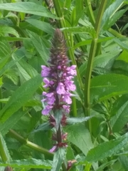 Stachys palustris