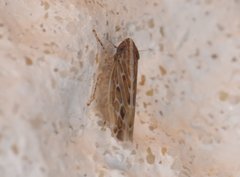 Mendozellus laredanus