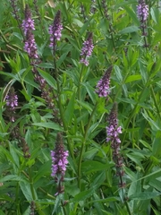 Stachys palustris