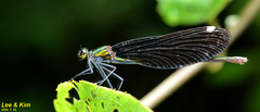 Calopteryx japonica