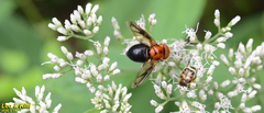 Volucella linearis